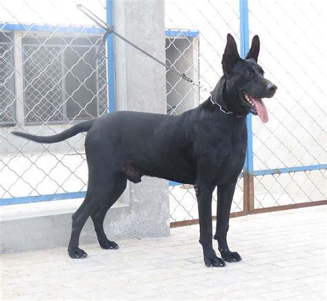 台湾房子类型 黑狼犬